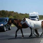 Review photo of Bayside Assateague Campground — Assateague Island National Seashore by Jaclyn B., July 12, 2018
