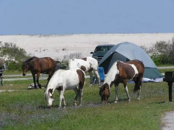 Jaclyn B.'s photo of camping with a horse at Bayside Assateague Campground — Assateague Island National Seashore near Rehoboth Beach, DE