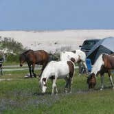 Review photo of Bayside Assateague Campground — Assateague Island National Seashore by Jaclyn B., July 12, 2018