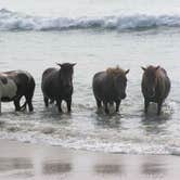 Review photo of Bayside Assateague Campground — Assateague Island National Seashore by Jaclyn B., July 12, 2018