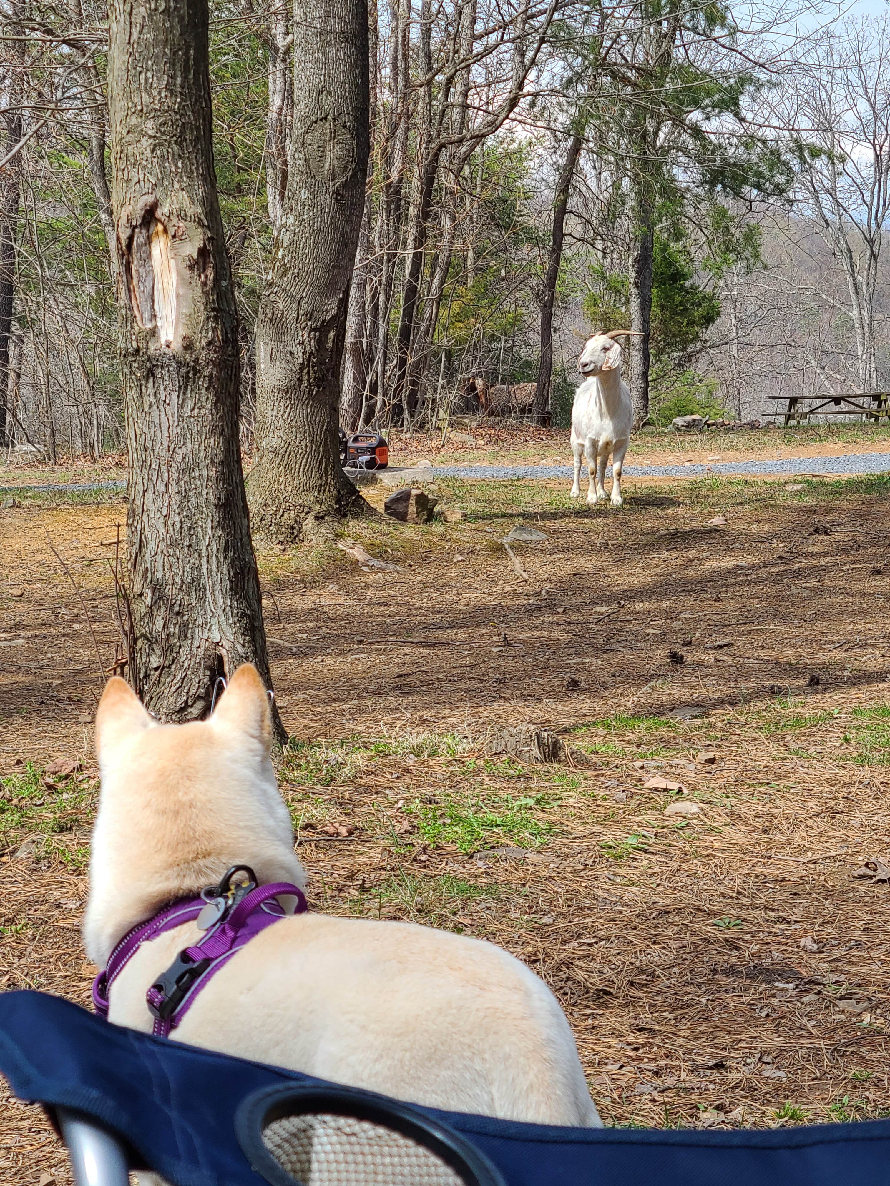 Camper-submitted photo at The Cove Campground near Winchester, VA