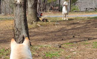 Shanna B.'s photo of camping with pets at The Cove Campground near Rippon, WV