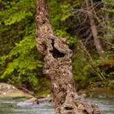 Review photo of Haw Creek Falls Camping by Brandon C., April 15, 2022