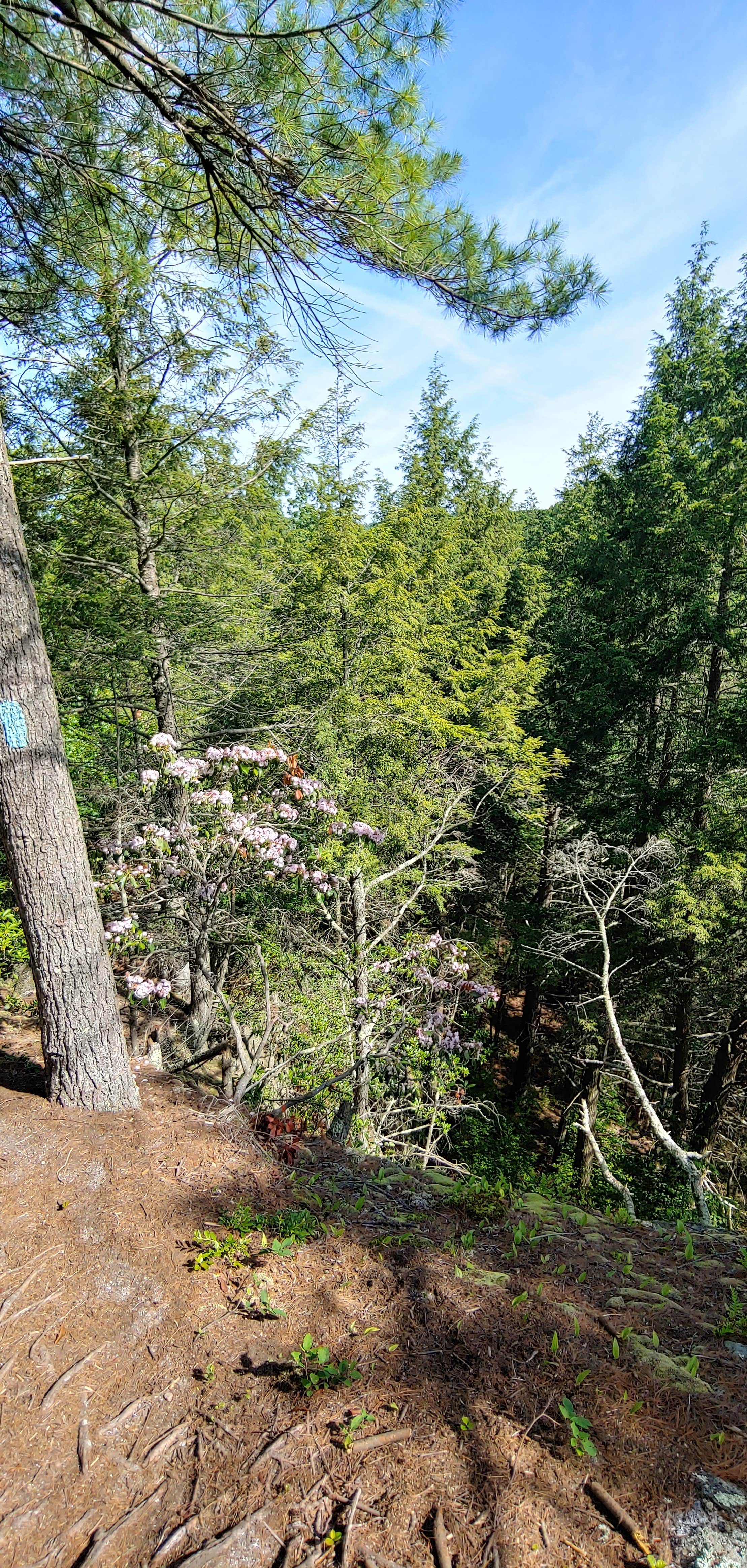 Camper-submitted photo at Branch Brook Campground near Ansonia, CT