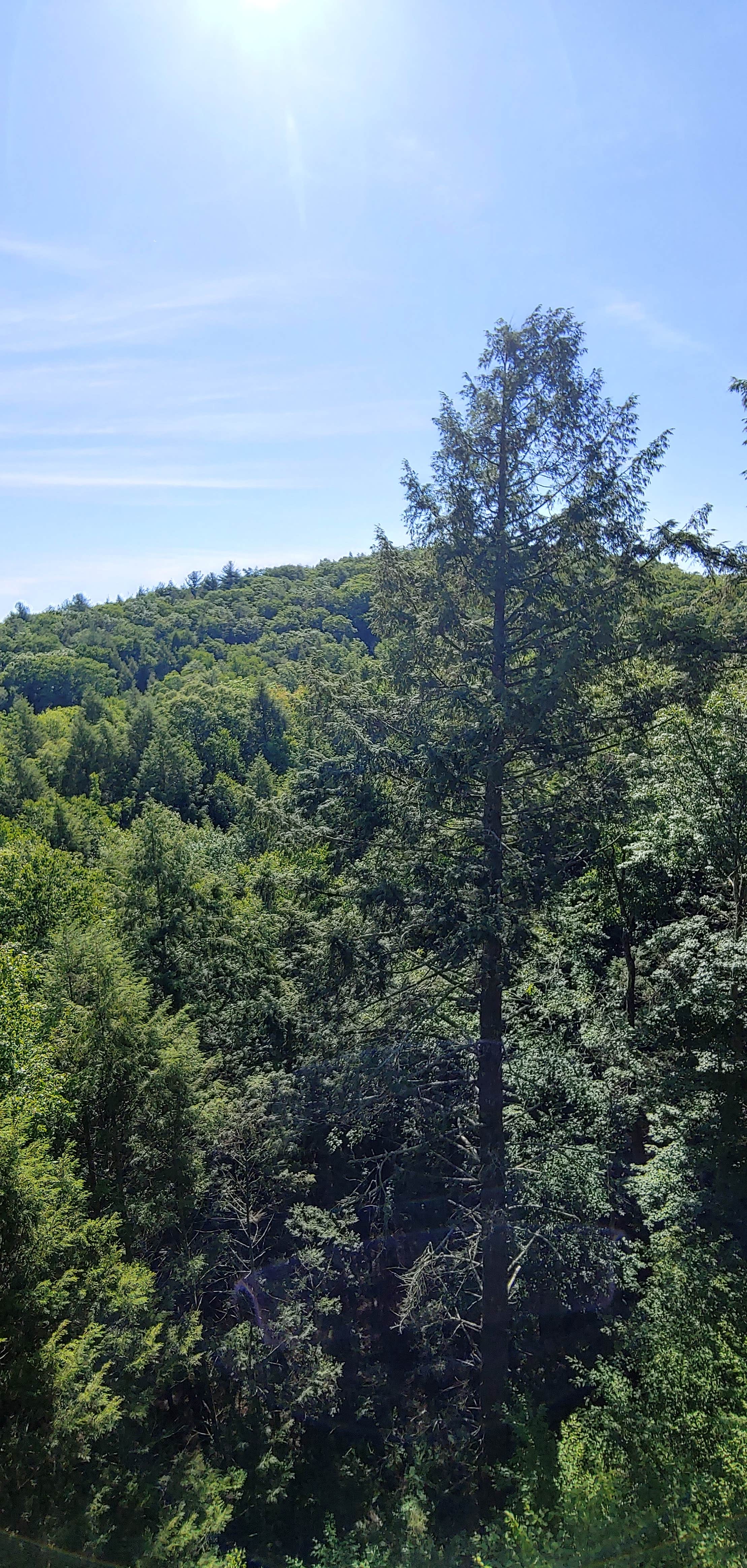 Camper-submitted photo at Branch Brook Campground near Ansonia, CT
