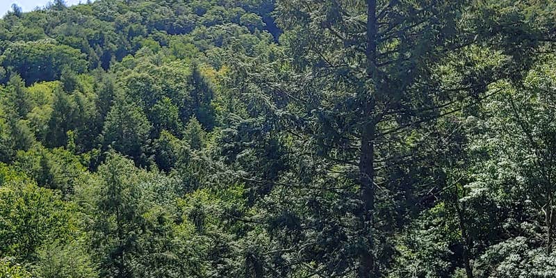 Camper submitted image from Branch Brook Campground