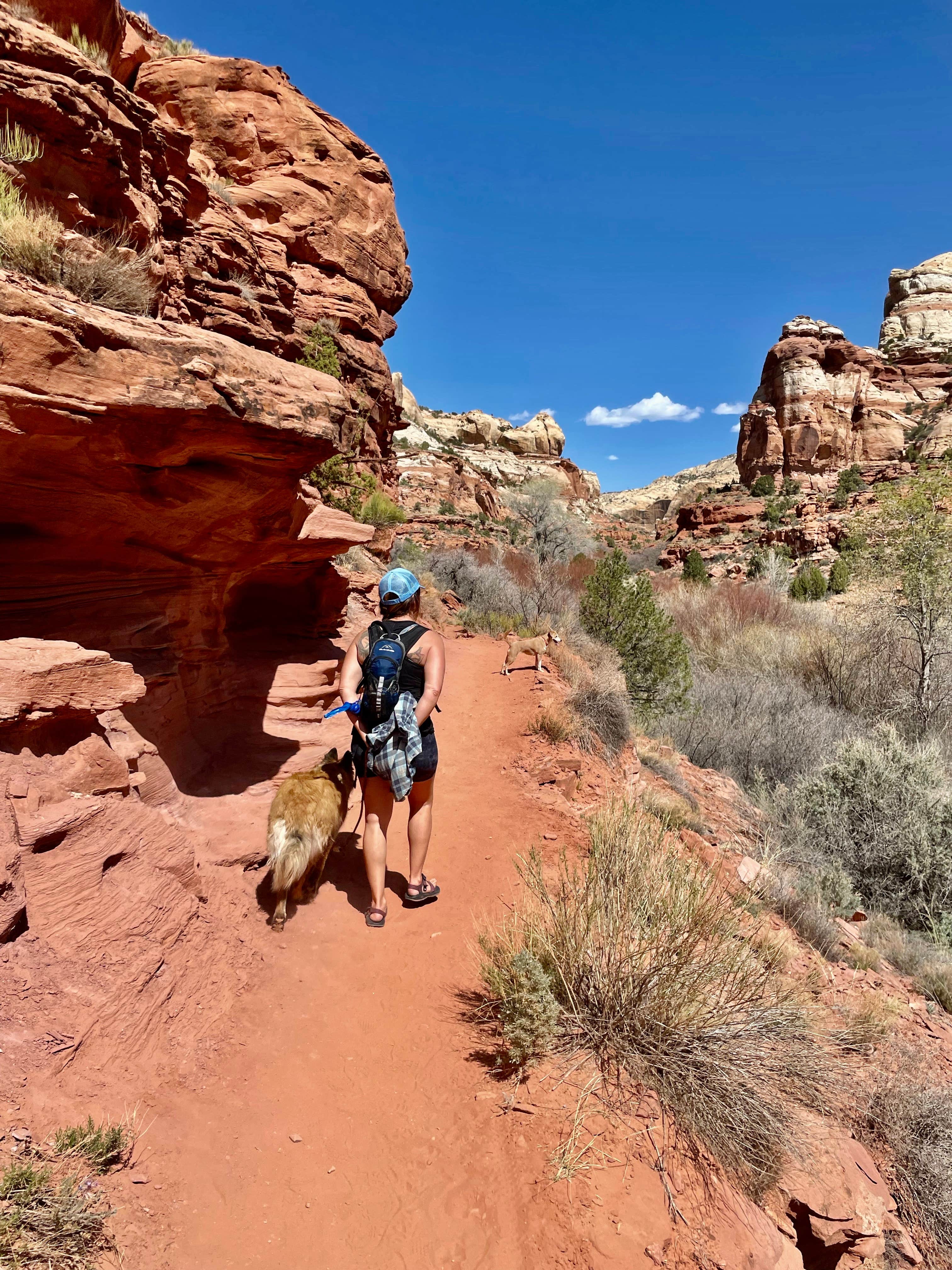 Susan M.'s photo of camping with pets at Calf Creek Campground near Glen Canyon National Recreation Area