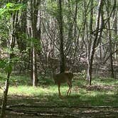 Review photo of Little Tallapoosa Park by Zachary N., April 16, 2022