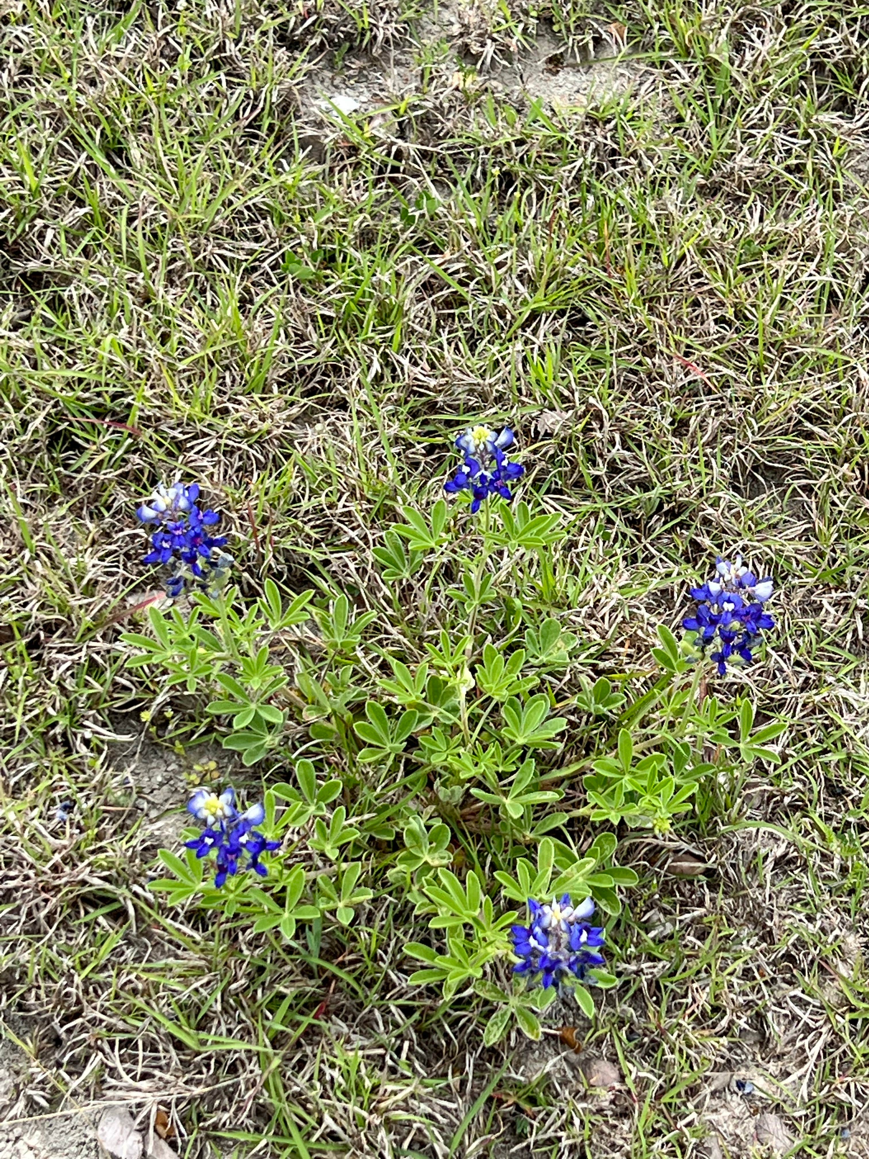 Camper-submitted photo at COE Lavon Lake Lavonia near Rowlett, TX