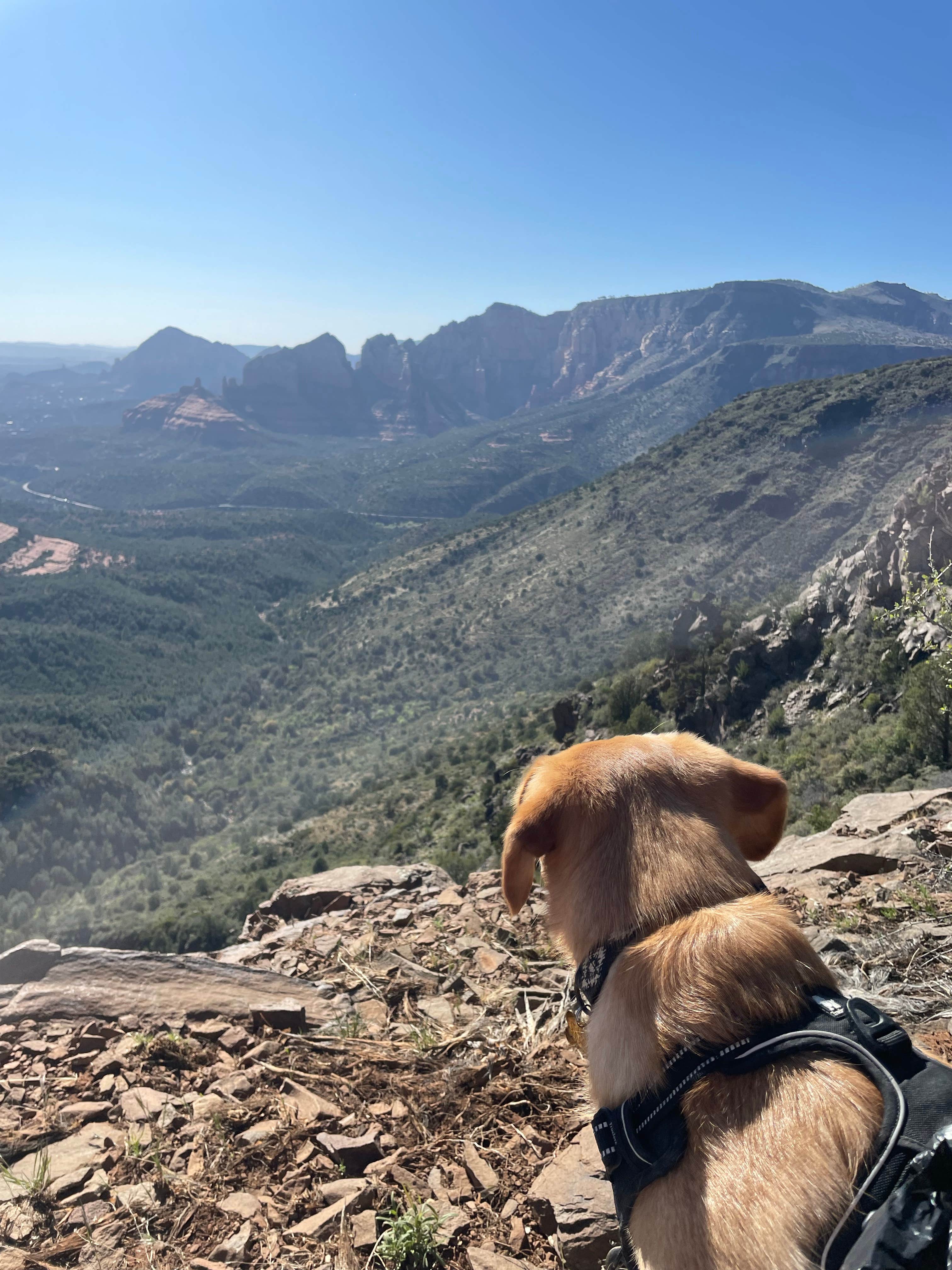 Lauren W.'s photo of camping with pets at Schnebly Hill Dispersed Camping near Coconino National Forest