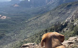 Lauren W.'s photo of camping with pets at Schnebly Hill Dispersed Camping near Mormon Lake, AZ