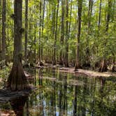 Review photo of Highlands Hammock State Park by Lorilee S., April 16, 2022