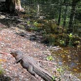 Review photo of Highlands Hammock State Park by Lorilee S., April 16, 2022