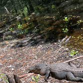 Review photo of Highlands Hammock State Park by Lorilee S., April 16, 2022