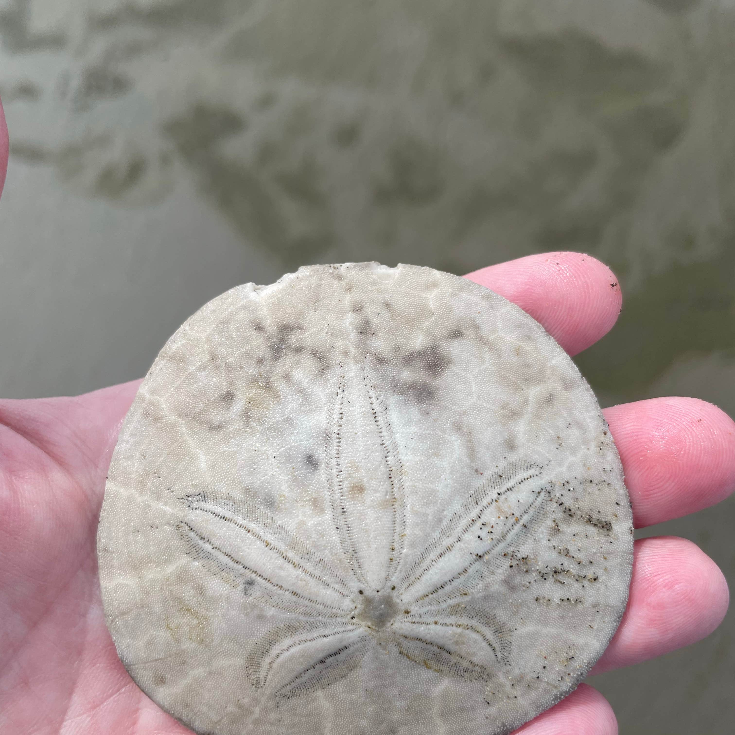 The Lamp Camp Long Beach, WA