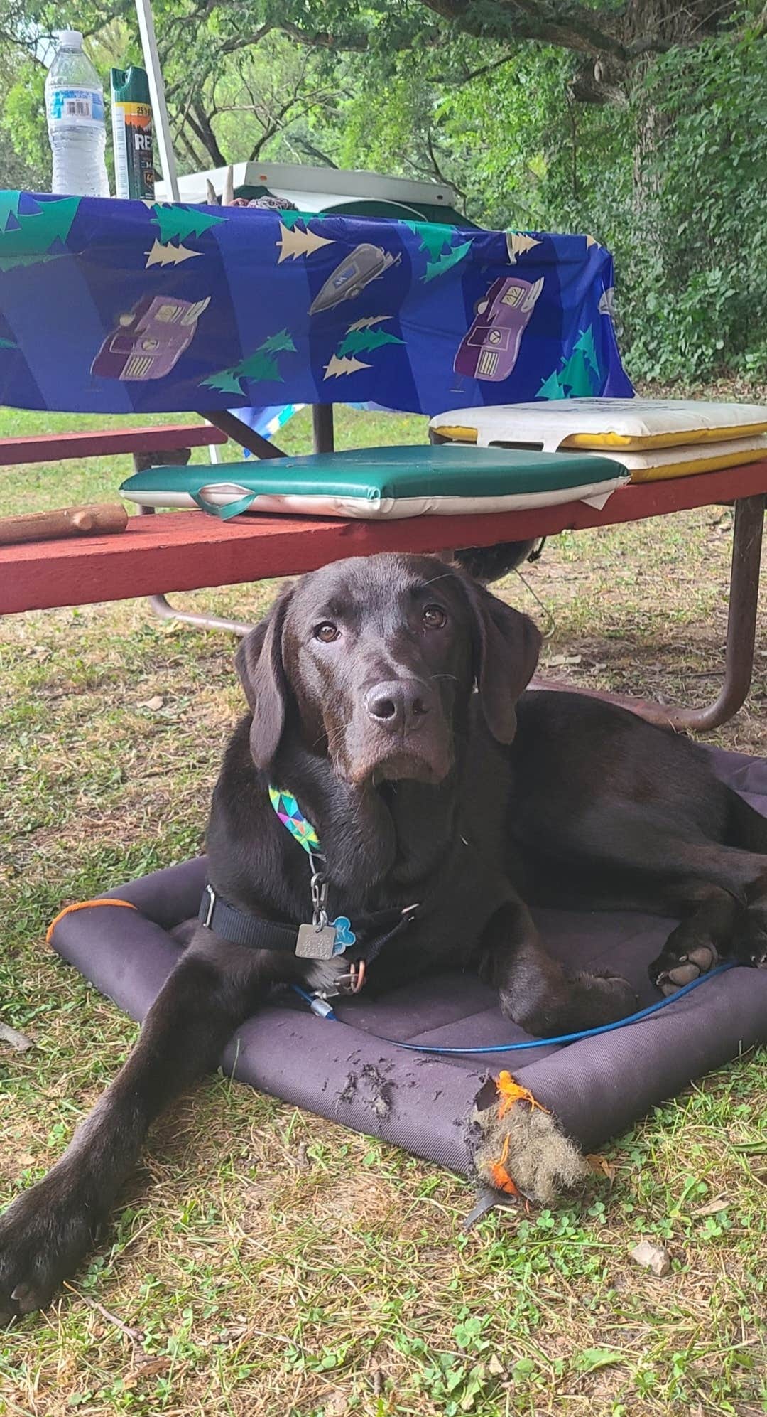 justin's photo of camping with pets at The Playful Goose Campground near Waupun, WI