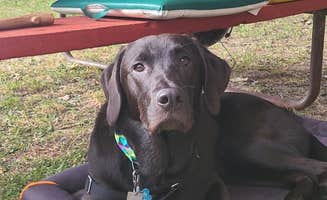 justin's photo of camping with pets at The Playful Goose Campground near Belgium, WI