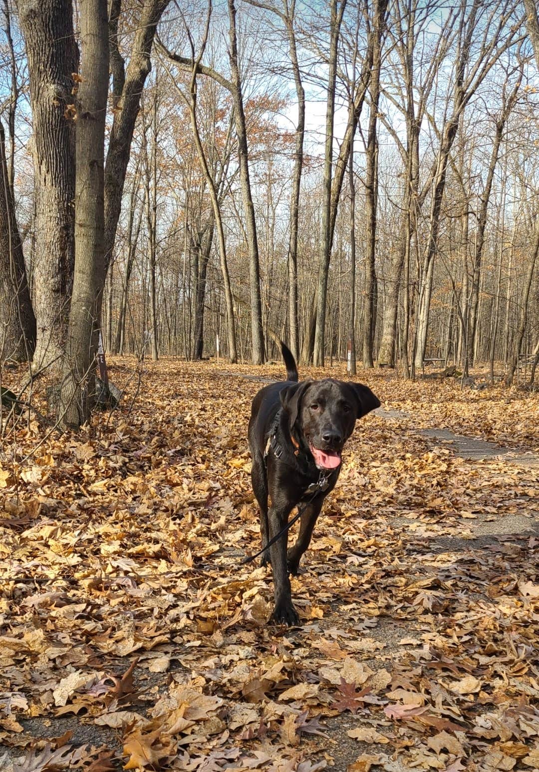 justin's photo of camping with pets at Pike Lake Campground — Kettle Moraine State Forest-Pike Lake Unit near Wauwatosa, WI