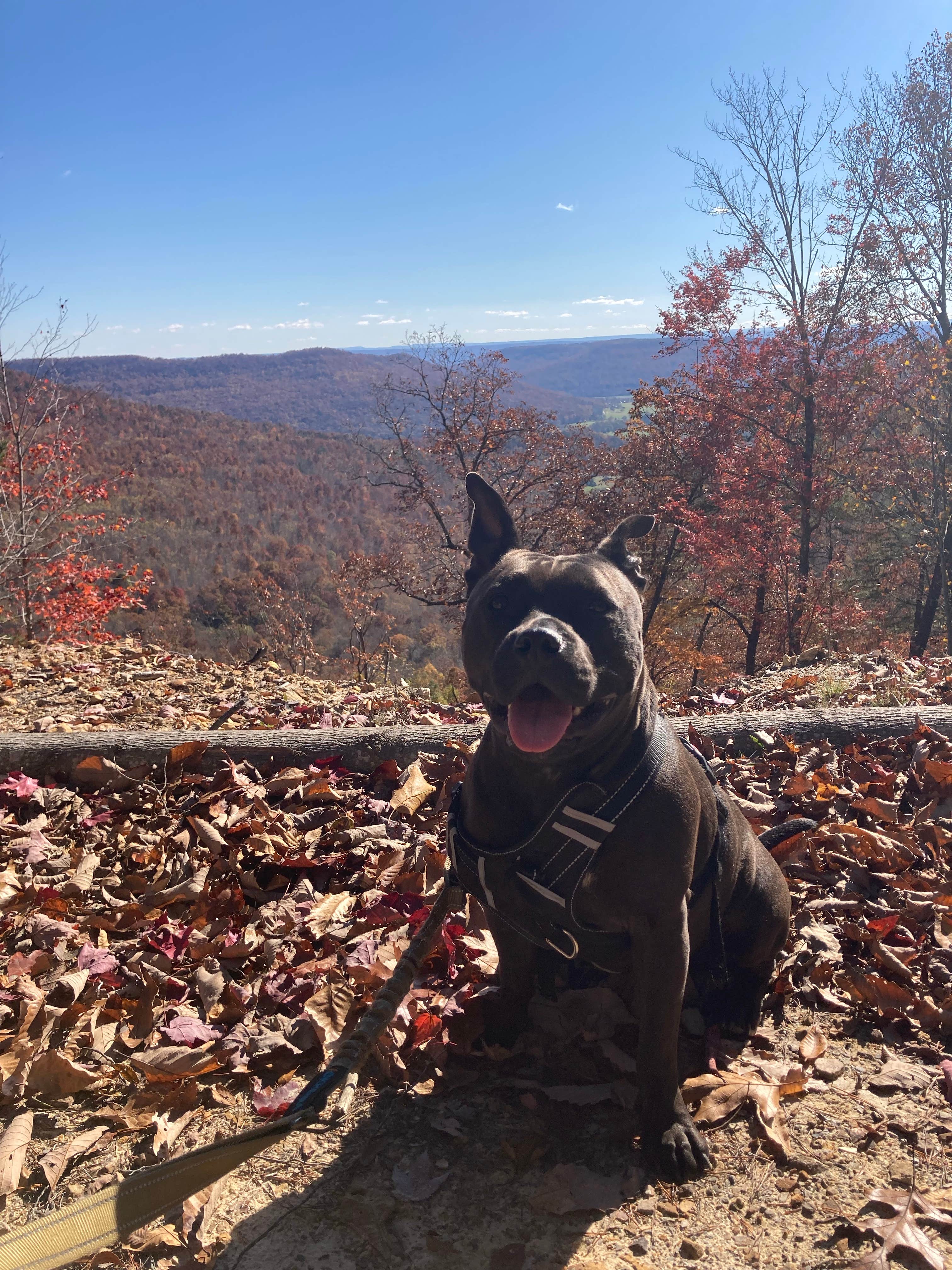 ben's photo of camping with pets at Sasquatch Farm near Estill Springs, TN