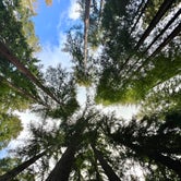Review photo of Santa Cruz Redwoods RV Resort by GotelRV , April 17, 2022