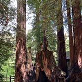 Review photo of Santa Cruz Redwoods RV Resort by GotelRV , April 17, 2022