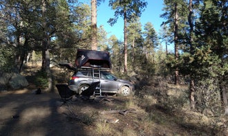 C101 Wolf Creek Road Dispersed Camping