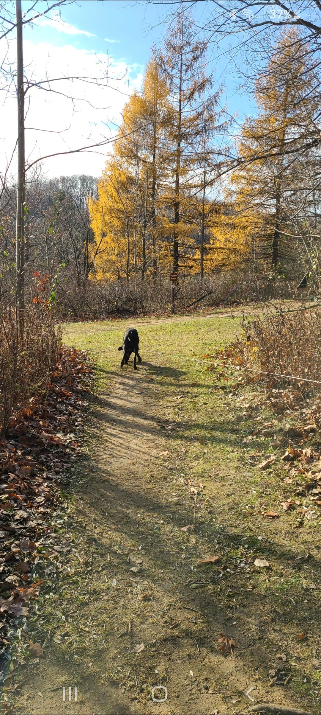 justin's photo of camping with pets at Ice Age Campground — Devils Lake State Park near Dane, WI