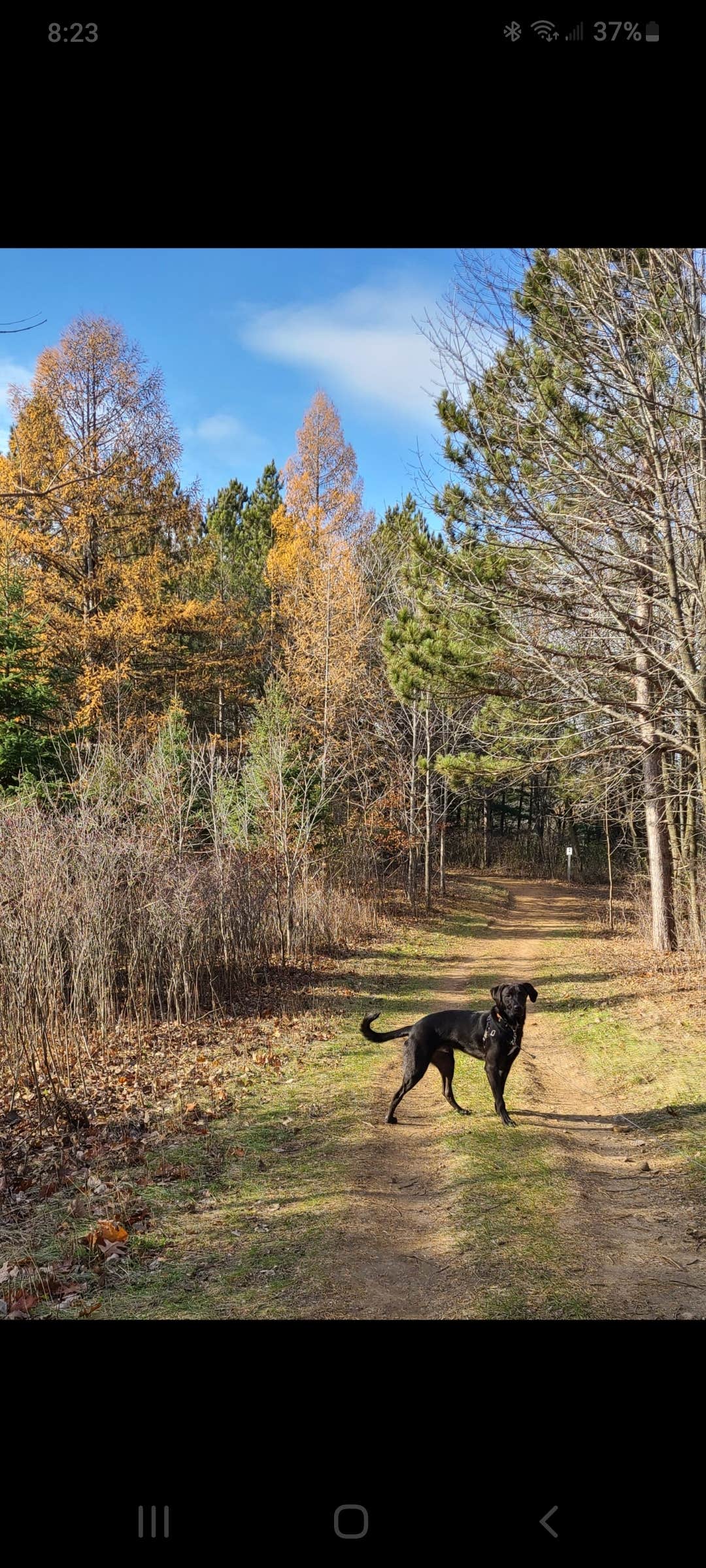 justin's photo of camping with pets at Ice Age Campground — Devils Lake State Park near Baraboo, WI
