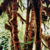 Review photo of Hoh Rain Forest - Olympic National Park by Jessica M., July 25, 2016