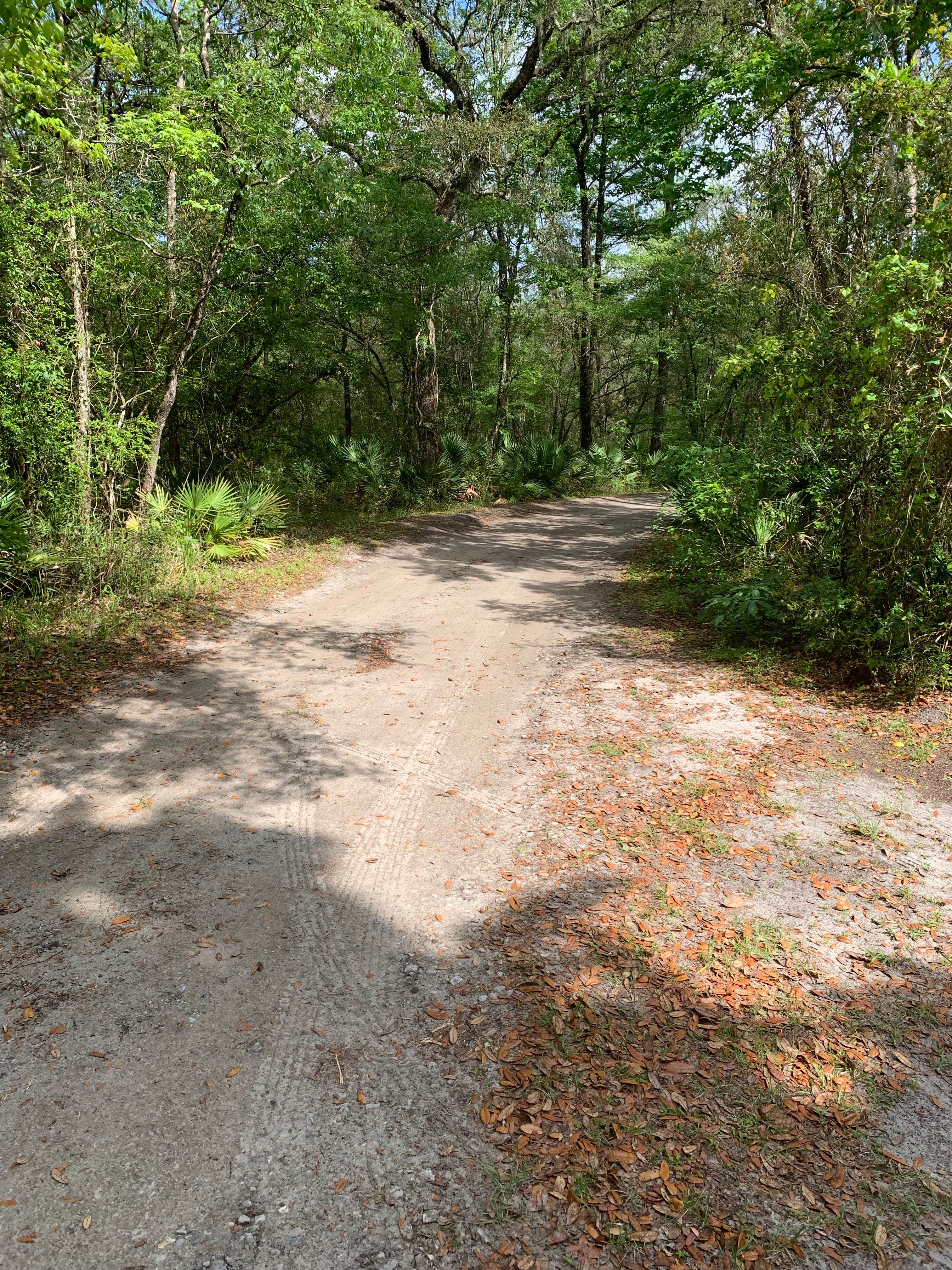 Camper submitted image from River Junction Campground - Withlacoochee State Forest - 4