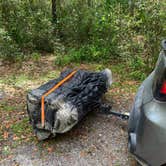 Review photo of River Junction Campground - Withlacoochee State Forest by TERIA M., April 19, 2022