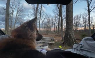 Heidi G.'s photo of camping with pets at Arrowhead Bike Farm near New River Gorge National River