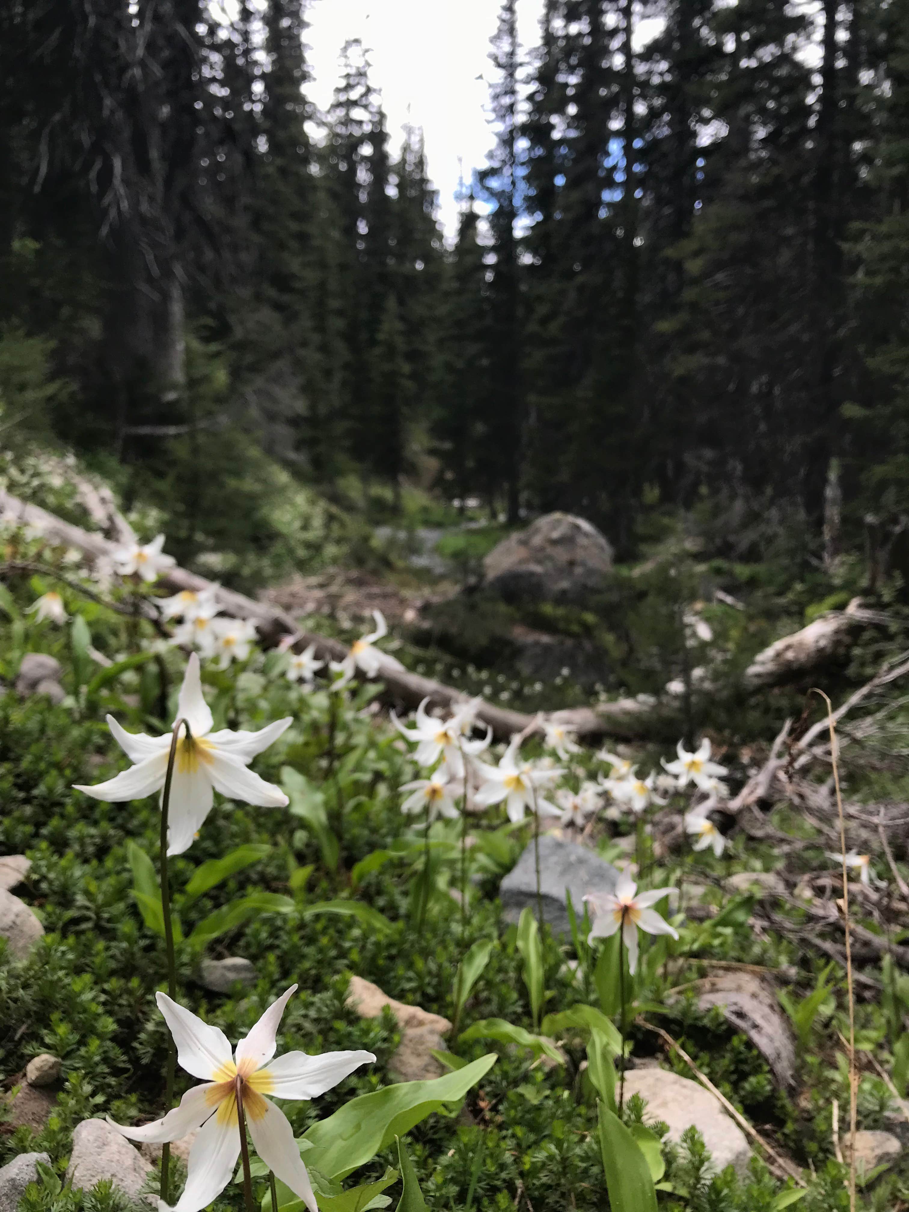 Camper-submitted photo at Granite Creek Camp — Mount Rainier National Park near Lake Tapps, WA