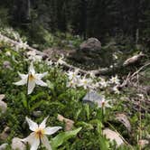 Review photo of Granite Creek Camp — Mount Rainier National Park by breana S., July 12, 2018