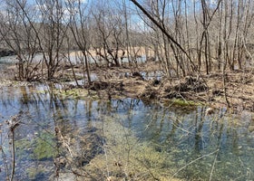 Courtois Creek  Dispersed