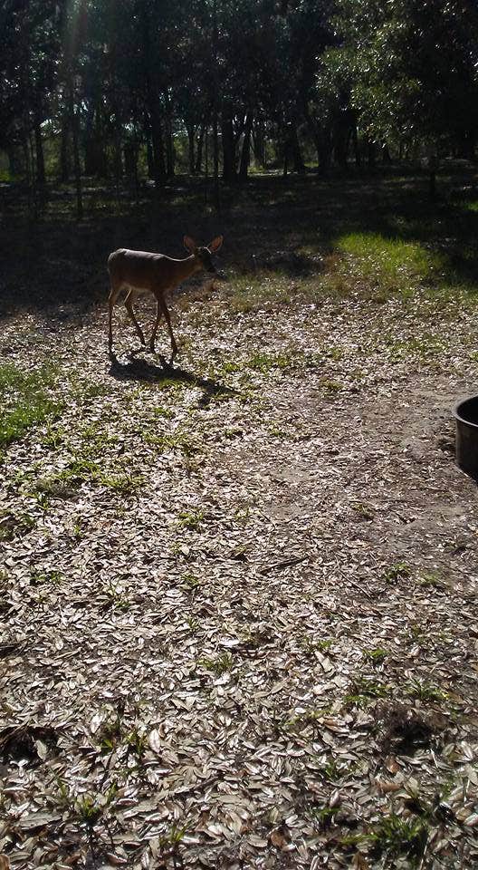 Camper-submitted photo at Moss Park Campground near Winter Park, FL