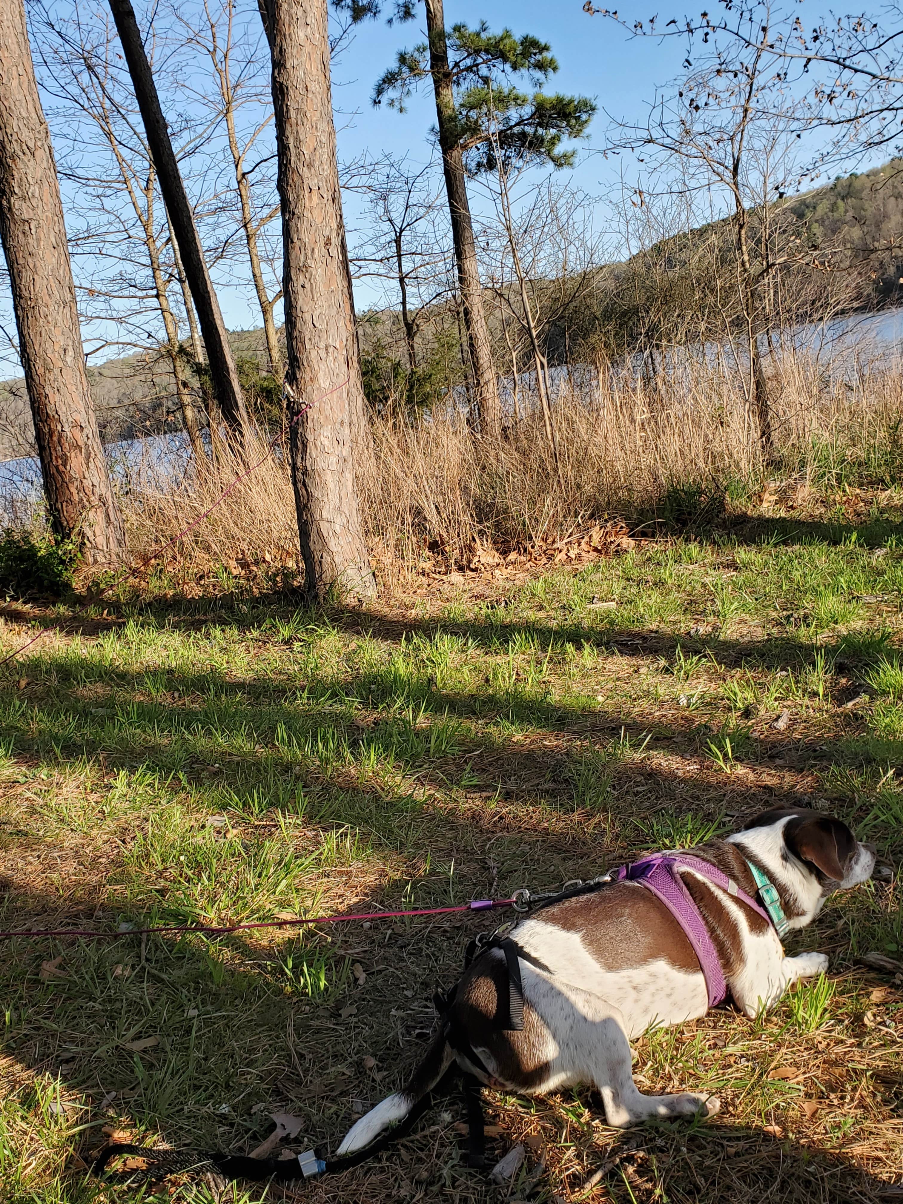 Ty S.'s photo of camping with pets at Horseshoe Bend Rec Area & Campground near Bella Vista, AR