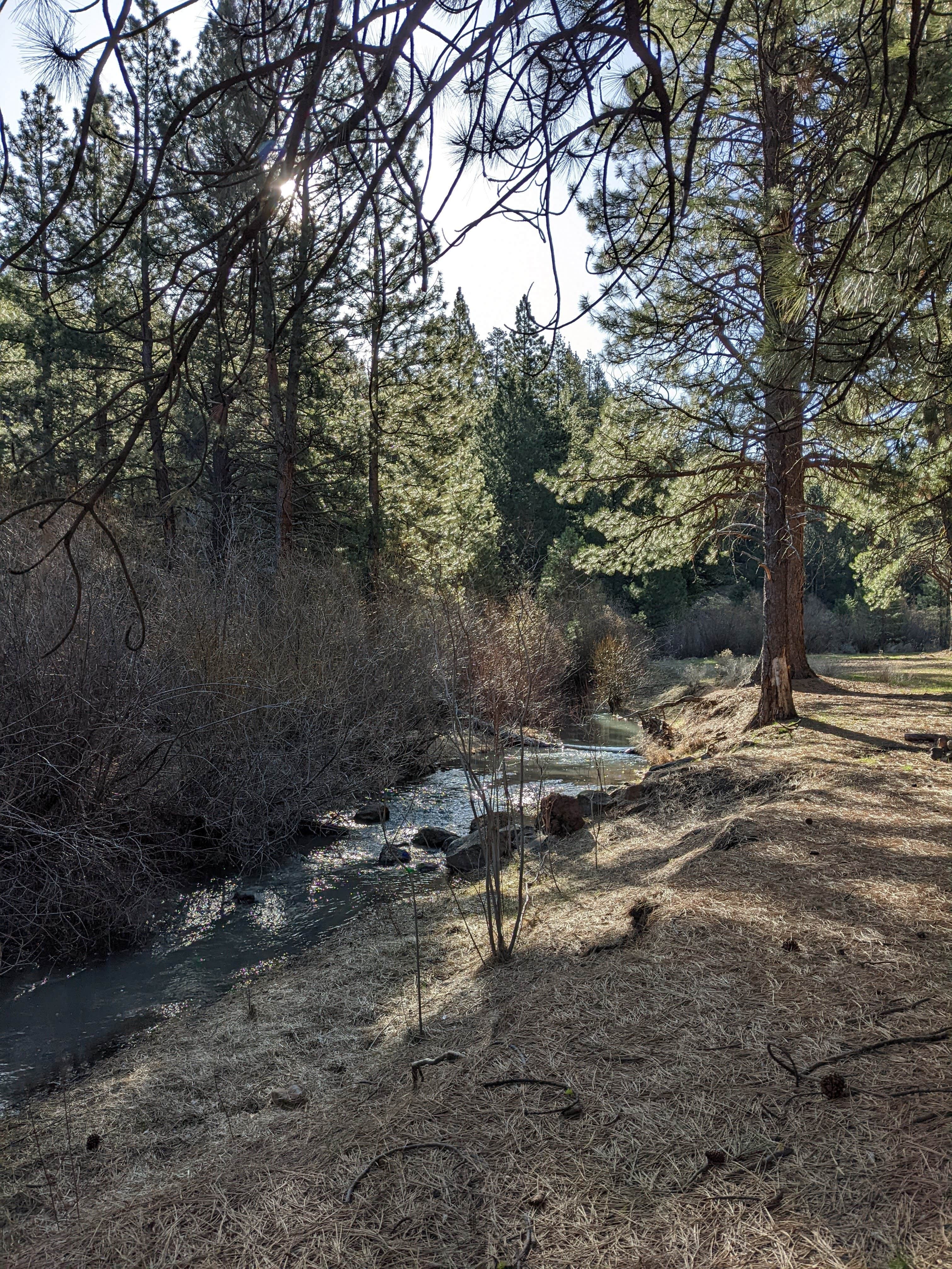 Camper submitted image from Lassen Creek Campground - 3