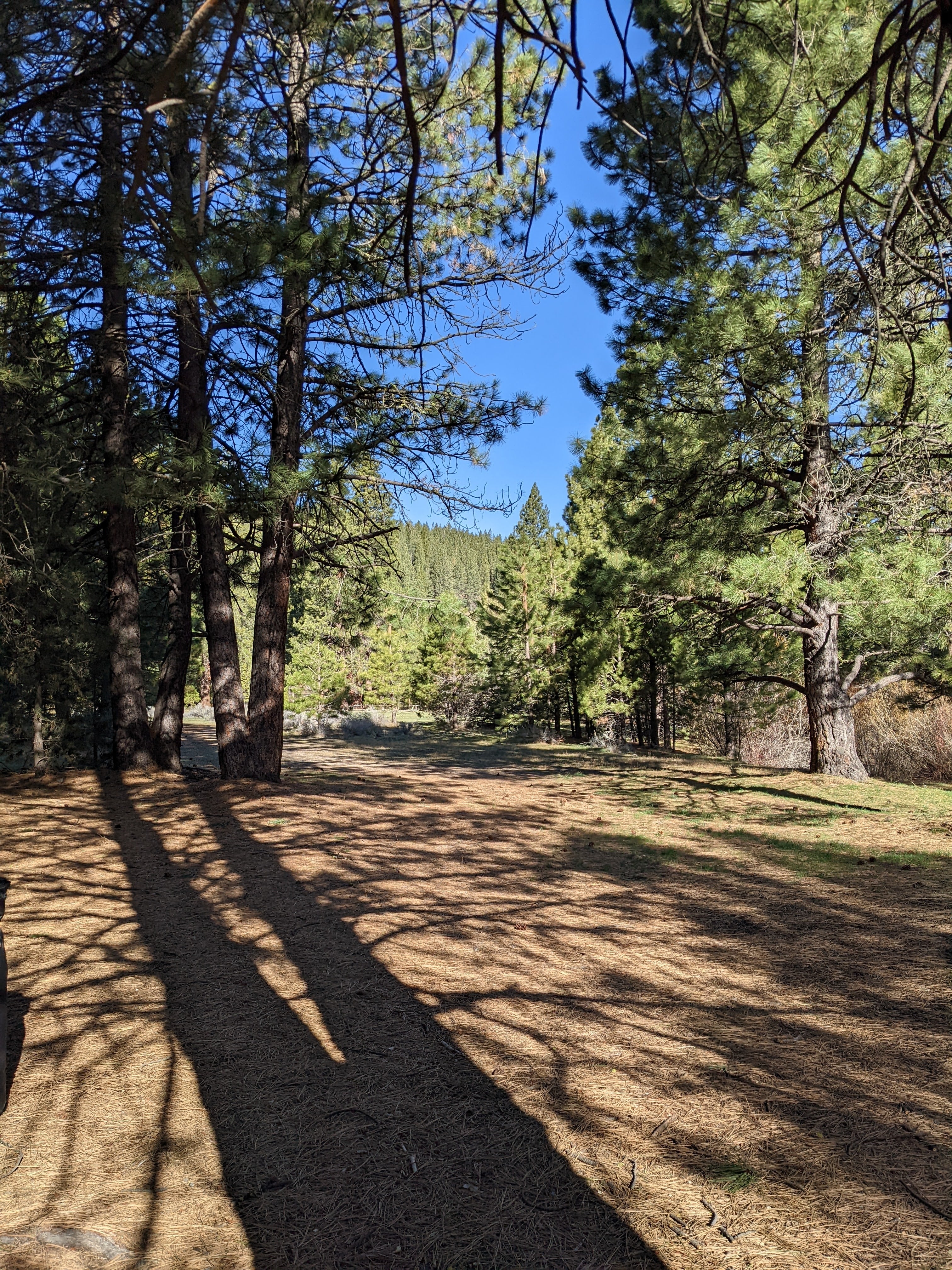 Camper submitted image from Lassen Creek Campground - 1
