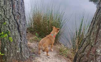 Bear T.'s photo of camping with pets at Lake Niederhoffer Campsite near Coldspring, TX