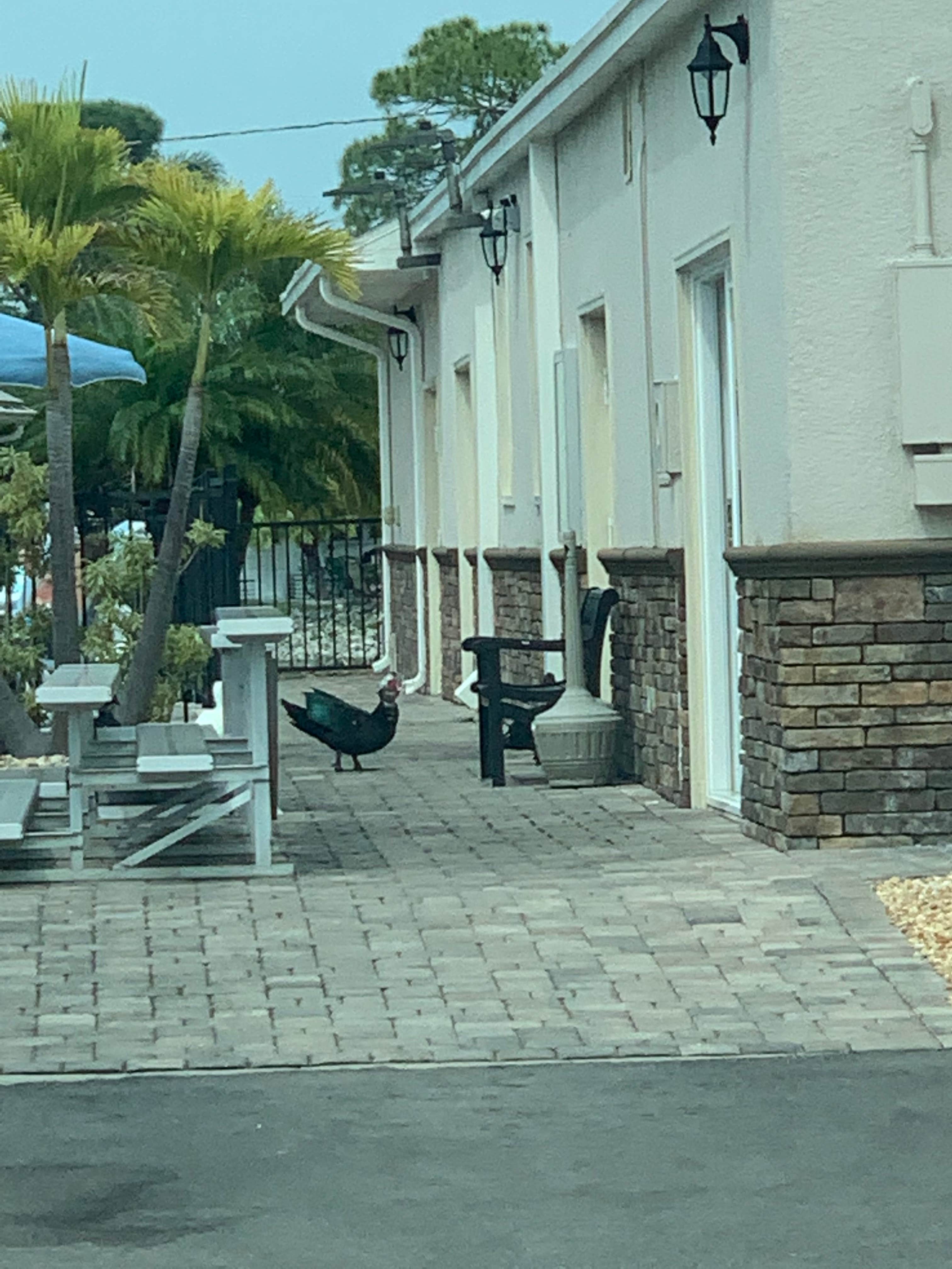 Camping near Crystal Lake RV Resort: Lake San Marino RV Resort, A Sun RV Resort, Bonita Springs, Florida