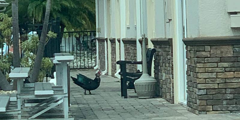 Camper submitted image from Lake San Marino RV Resort, A Sun RV Resort