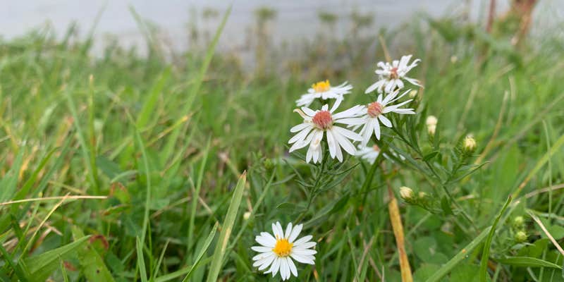 Camper submitted image from Gun Lake Campground — Yankee Springs Recreation Area