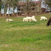 Review photo of Lazy Llama Campground by deb K., April 20, 2022