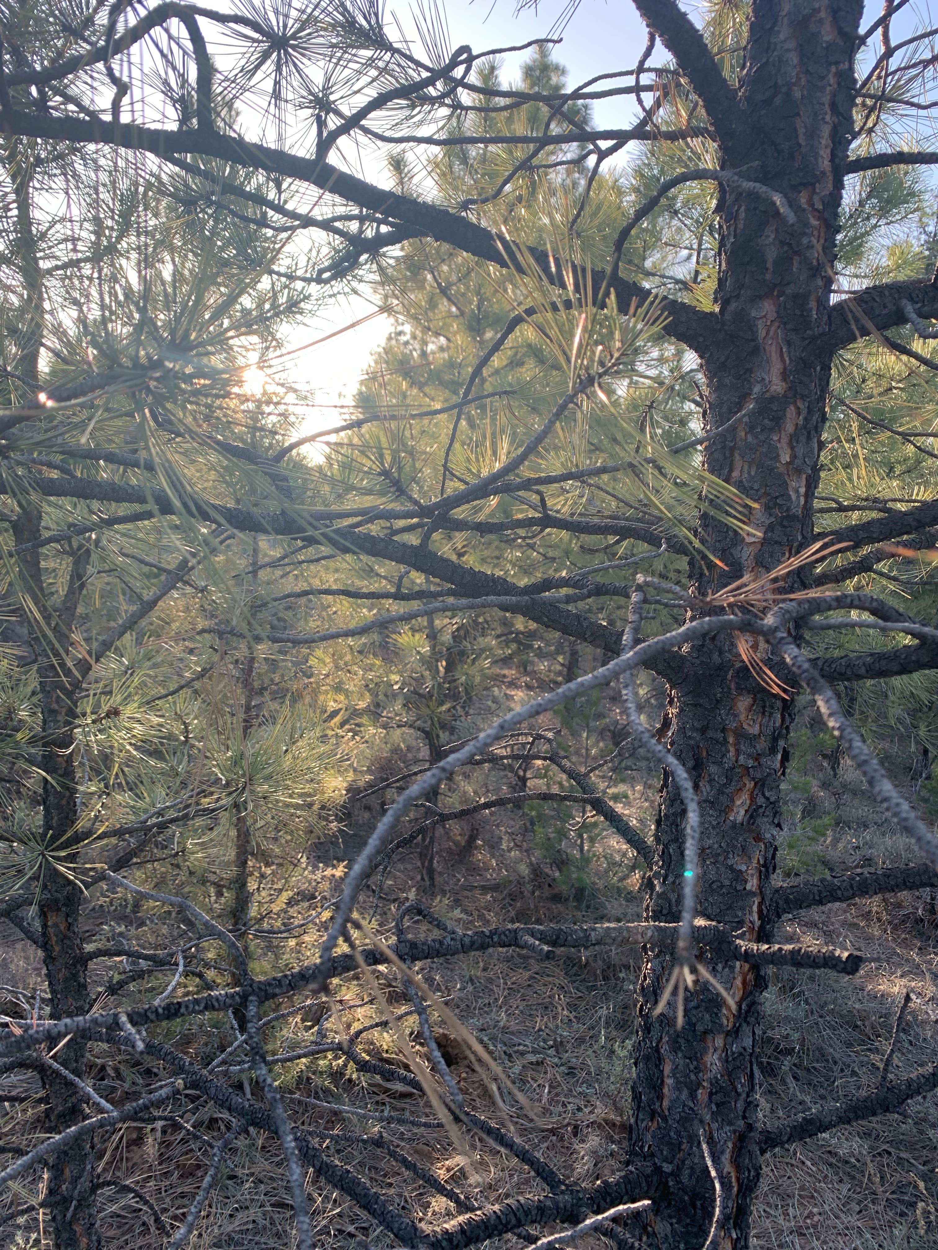 Camper-submitted photo at Carson NF - Forest Service Road 578 - Dispersed Camping near Abiquiu Lake