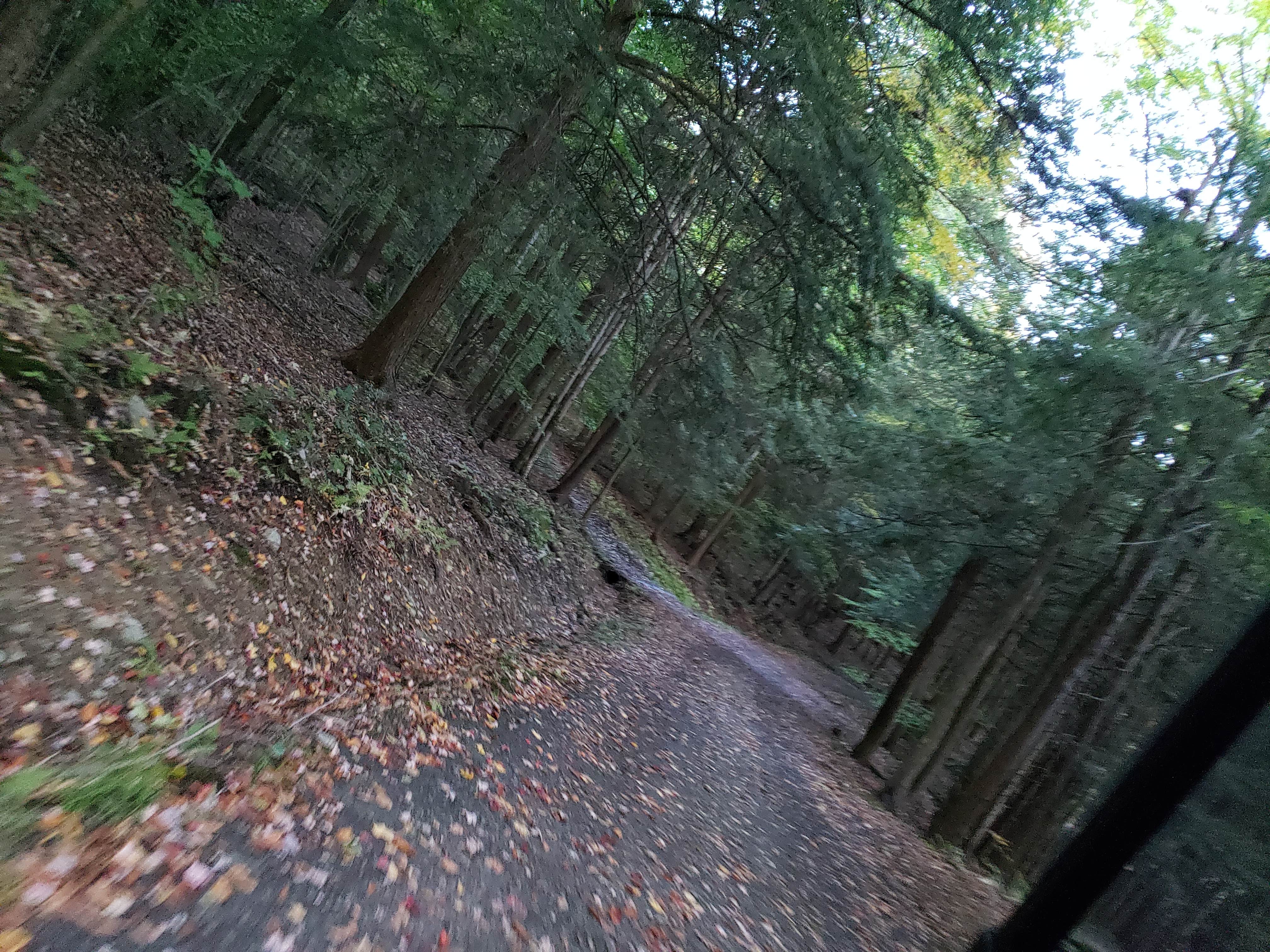 Camper submitted image from Forest Lake Campground - 5