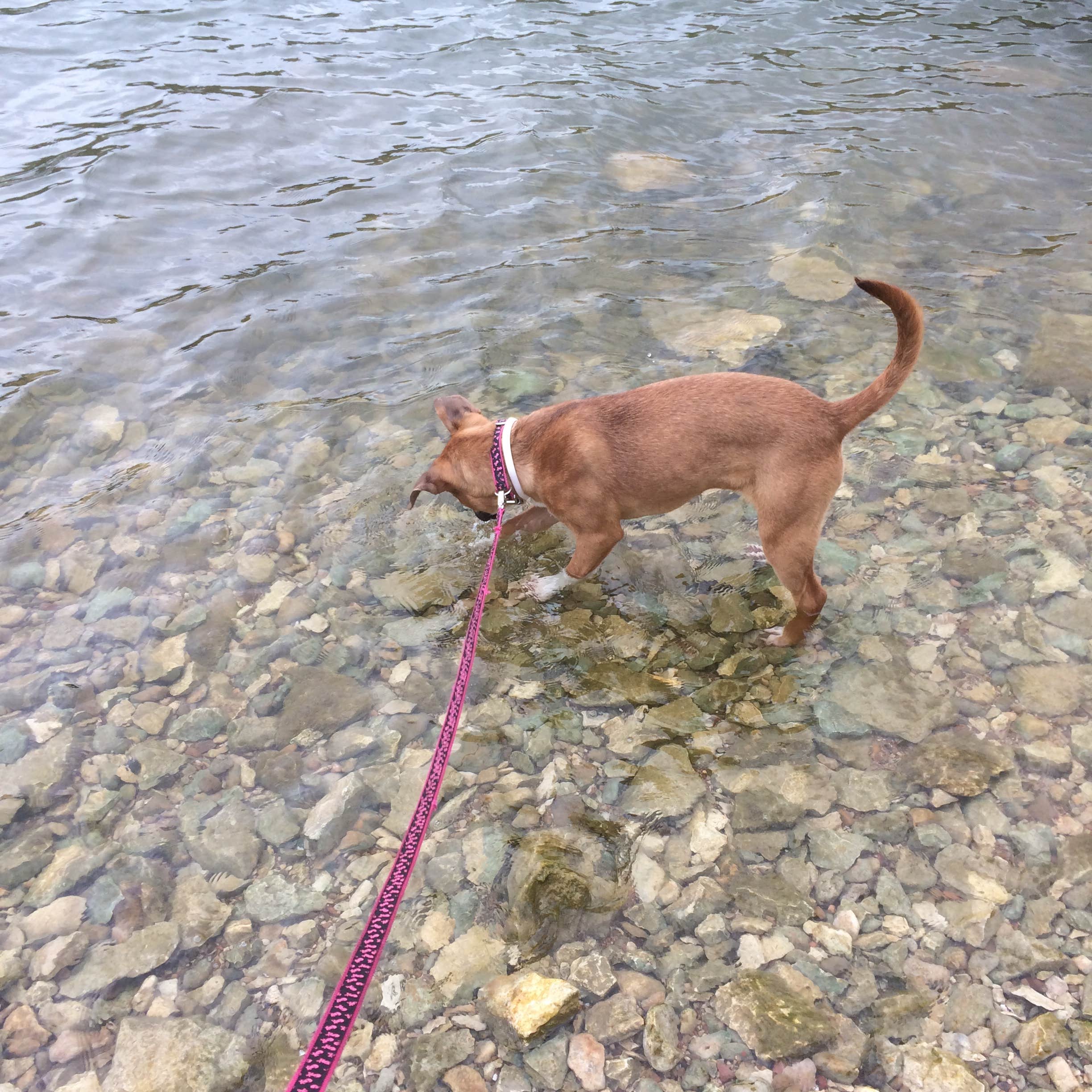 Danielle B.'s photo of camping with pets at Lake Whitney State Park Campground near Whitney Lake