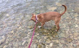Danielle B.'s photo of camping with pets at Lake Whitney State Park Campground near Whitney Lake