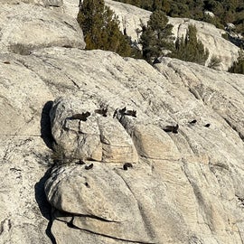 family of vultures suntanning on the rocks in the morning