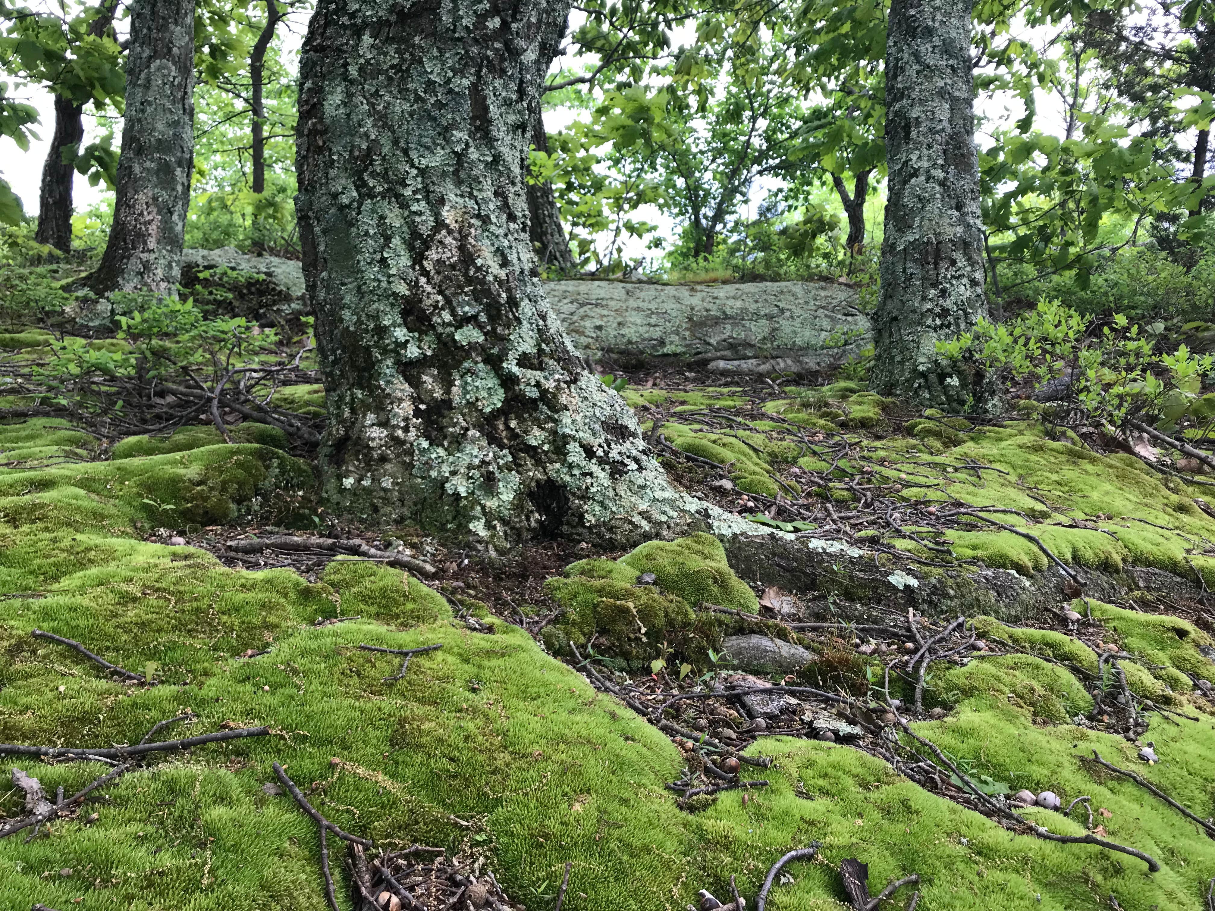 Camper-submitted photo at Jenny Jump State Forest near Tobyhanna, PA